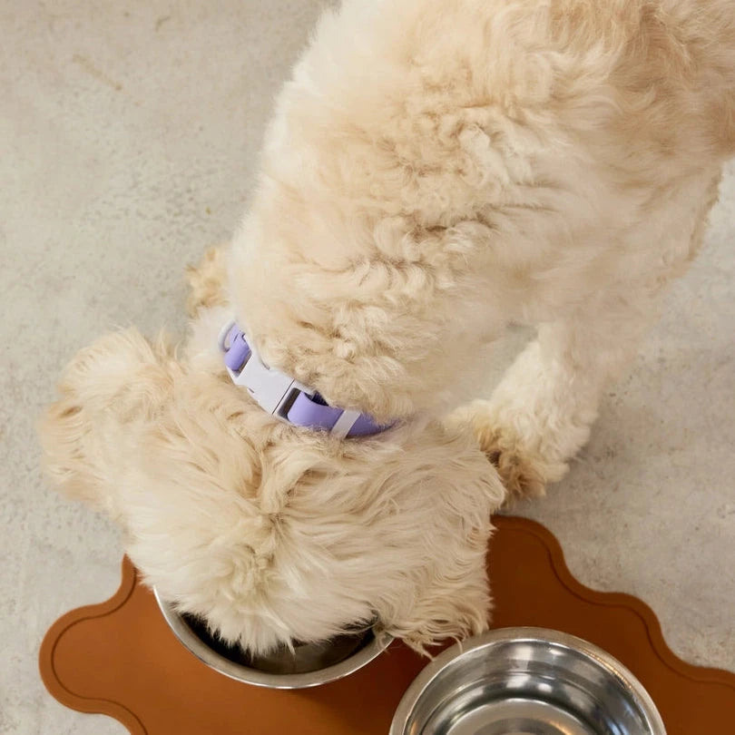 Halsband small "The Fritz Collar" approved by Fritz 